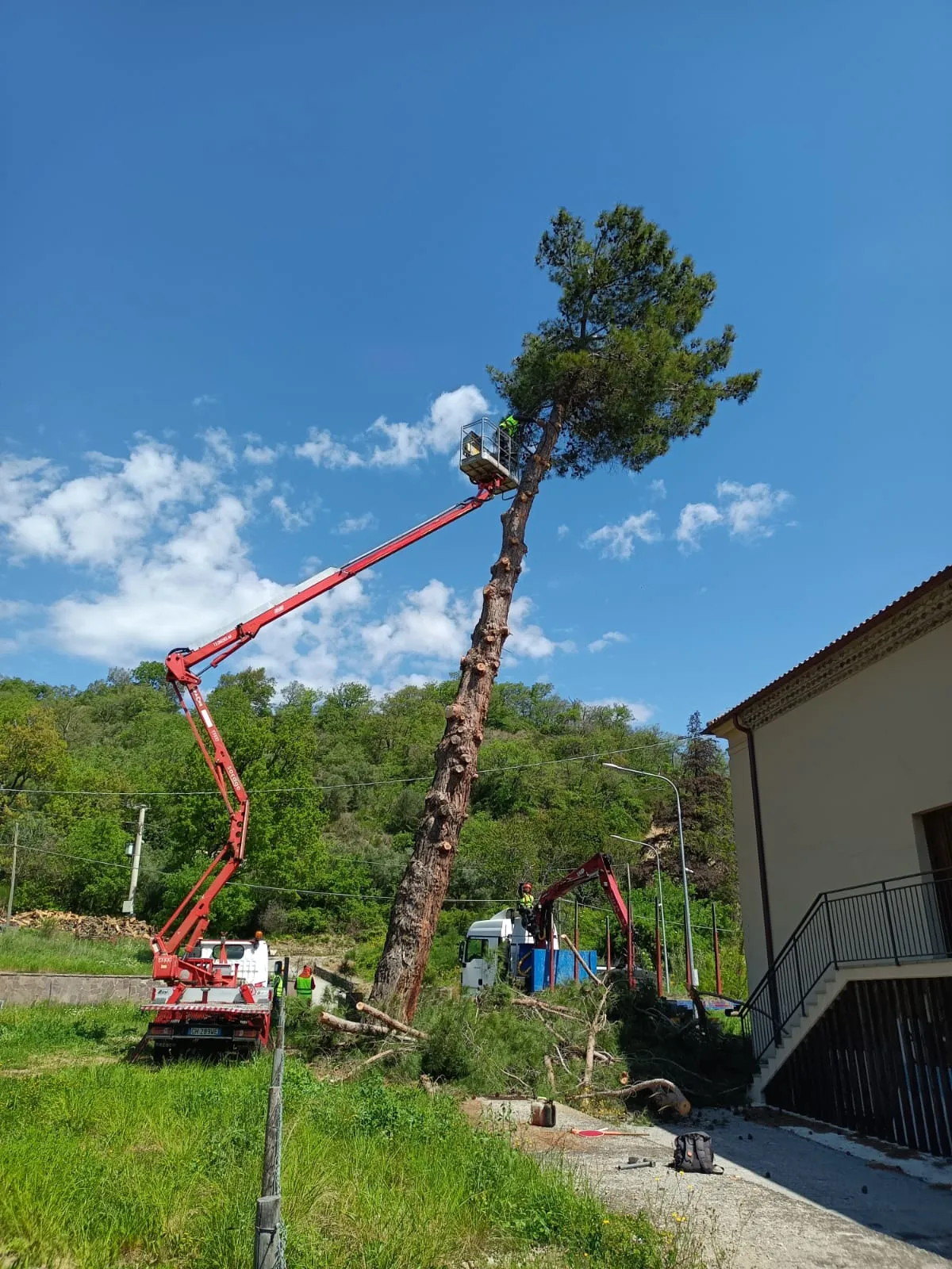 potagione albero